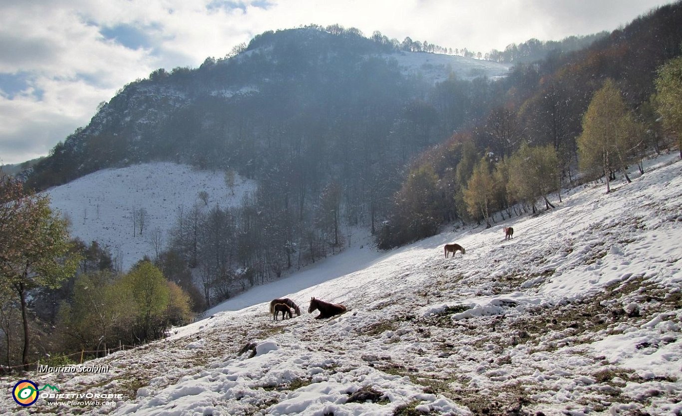 16 Le pendici del Linzone viste da  Sclapa....JPG